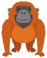 Orangoetan met bruine vacht vector