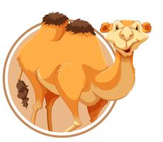 Een kameel op stickermalplaatje vector