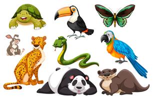 Verschillende soorten wilde dieren vector