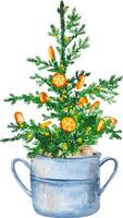 waterverf groenblijvend Kerstmis boom versierd met sinaasappels in de pot Scandinavisch ontwerp clip art vector