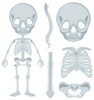 Menselijk skelet voor jonge jongen vector