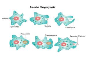 amoebe fagocytose wetenschap ontwerp vector illustratie