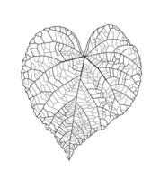 lineair grafisch afbeelding linde blad met aderen in de vorm van een hart geïsoleerd Aan een wit achtergrond. vector illustratie. element voor ontwerp in lijn kunst stijl.