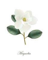 magnolia bloem, realistisch vector illustratie