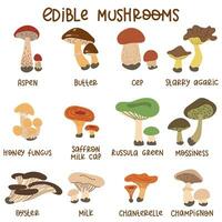 tekenfilm eetbaar champignons. een reeks van vector illustraties van eetbaar champignons van de herfst Woud, esp, porcini paddestoelen, boterbloemen en cantharellen. Woud tekenfilm champignons. eetbaar paddestoel