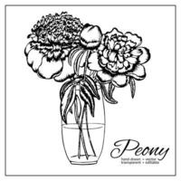 pioen bloemen in vaas. vector hand- getrokken inkt pioenrozen, bloemknoppen voor decoratie, artikel, tijdschriften, ontwerp.