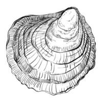 oester vector. oester schelpen getrokken door hand. vers oesters geïsoleerd Aan wit achtergrond, lineair schetsen. gravure effect, inkt vos. clip art voor logo, menu. vector