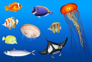 Verschillende soorten zeedieren vector