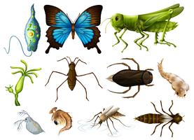 Verschillende soorten insecten op witte achtergrond vector