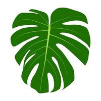 monstera blad geïsoleerd op een witte achtergrond. vector illustratie