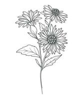 aster lijn kunst. aster schets illustratie. september geboorte maand bloem. aster schets geïsoleerd Aan wit. hand- geschilderd lijn kunst botanisch illustratie. vector