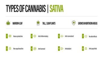 witte informatieposter van soorten cannabis met infographic. sativa vector