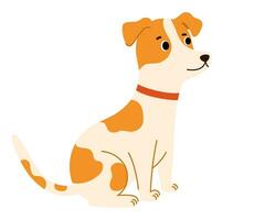 jack russel terriër hond. huisdieren, dieren, hoektand thema ontwerp element in hedendaags gemakkelijk vlak stijl. vector tekenfilm illustratie geïsoleerd Aan de wit achtergrond.