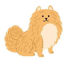 pommeren Duitse spits hond. hond. huisdieren, dieren, hoektand thema ontwerp element in hedendaags gemakkelijk vlak stijl. vector tekenfilm illustratie geïsoleerd Aan de wit achtergrond.