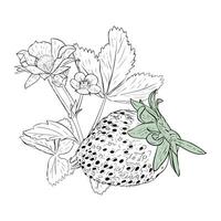 vector illustratie, aardbei Afdeling met bessen, bloeiende bloemen en gebladerte. wijnoogst botanisch tekening van tuin fruit fabriek. botanisch schetsen. hand- getrokken, geïsoleerd Aan wit achtergrond