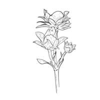 vector bloemen elementen van aardbei bloemen en bladeren. hand- getrokken schetsen van bloeiend aardbei fabriek.