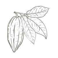vector illustratie van cacao bladeren en Gesloten Boon. zwart schets van tak, grafisch tekening. voor ansichtkaarten, ontwerp en samenstelling decoratie, afdrukken, affiches, stickers, menu, postzegels