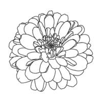 lijn tekening van mini chrysant bloem Aan wit achtergrond. hand- getrokken schetsen, vector illustratie. decoratief element voor tatoeëren, groet kaart, bruiloft uitnodiging, kleur boek