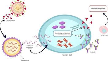 mrna vaccin sars-cov-2 vector textuur.