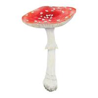 rood vlieg agaric. waterverf hand- getrokken illustratie. realistisch botanisch amanita muscaria paddestoel klem kunst voor eco goederen, textiel, natuurlijk kruiden geneesmiddel, gezond thee, cosmetica, homeopatisch remedies vector