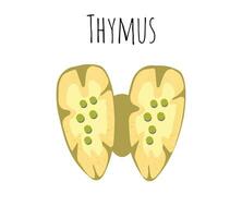 thymus menselijk orgaan en klier anatomie met longen en schildklier in een 3d illustratie stijl. vector