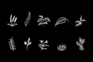 handgetekende planten drawn vector