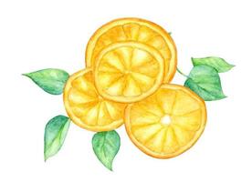 plakje oranje fruit en groene bladeren, aquarel illustratie. vector