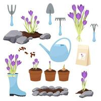groot reeks van illustraties met krokus bloemen. tuin hulpmiddelen, aanplant bloemen, voorjaar bloemen. vector