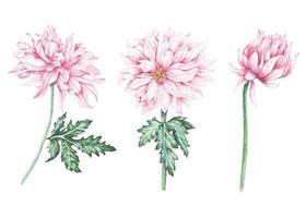 set chrysant beschilderd met aquarellen vector