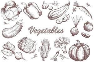 schets groenten set. tuin groente collectie vector