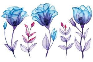 waterverf tekening, reeks van transparant roos bloemen. blauw en Purper bloemen, röntgenstraal vector