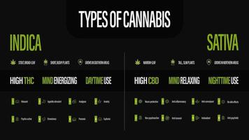 sativa vs indica, zwarte informatieposter met soorten cannabis vector