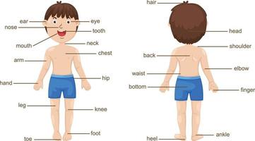 vocabulaire deel van het lichaam vector