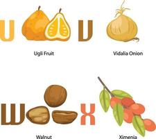 alfabet ux brief. ugli fruit, vidalia ui, walnoot, ximenia. vector