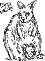 dama wallaby - vector illustratie schets hand getrokken