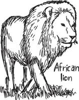 Afrikaanse leeuw wandelen - vector illustratie schets hand getrokken