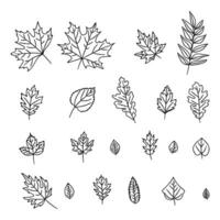 reeks van herfst blad schets illustraties. bladeren van eik, esdoorn, berk. perfect voor creëren een artistiek en botanisch stijlvol, zwart en wit pictogrammen. niet ai gegenereerd. vector