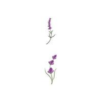 lavendel logo sjabloon vector symbool natuur