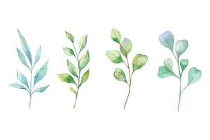 eucalyptus waterverf illustratie. eucalyptus groen hand- geschilderd geïsoleerd Aan wit achtergrond. perfect voor bruiloft uitnodigingen, bloemen etiketten, bruids douche en bloemen groet kaarten vector