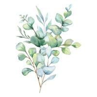 eucalyptus waterverf illustratie. eucalyptus groen hand- geschilderd geïsoleerd Aan wit achtergrond. perfect voor bruiloft uitnodigingen, bloemen etiketten, bruids douche en bloemen groet kaarten vector