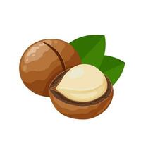 vector illustratie, macadamia noten, met groen bladeren, geïsoleerd Aan wit achtergrond.