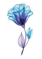 waterverf tekening, transparant roos bloem. blauw en Purper bloemen, röntgenstraal vector