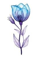 waterverf tekening, transparant roos bloem. blauw en Purper bloemen, röntgenstraal vector