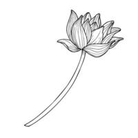 lotus bloem. hand- getrokken vector illustratie van water lelie in zwart en wit kleuren. tekening van Aziatisch fabriek in lijn kunst stijl. bloemen schetsen voor groet kaarten of uitnodigingen. symbool van zuiverheid