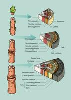 illustratie van boom stam anatomie vector