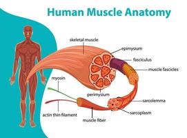 menselijke spieranatomie met lichaamsanatomie vector