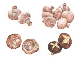 set van paddestoelen. aquarel illustratie. vector