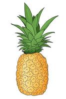 met de hand getekend ananasfruit vector