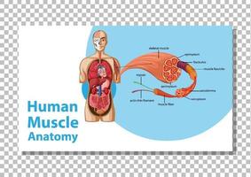 menselijke spieranatomie met lichaamsanatomie vector