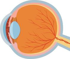 oog anatomie ontwerp vector
